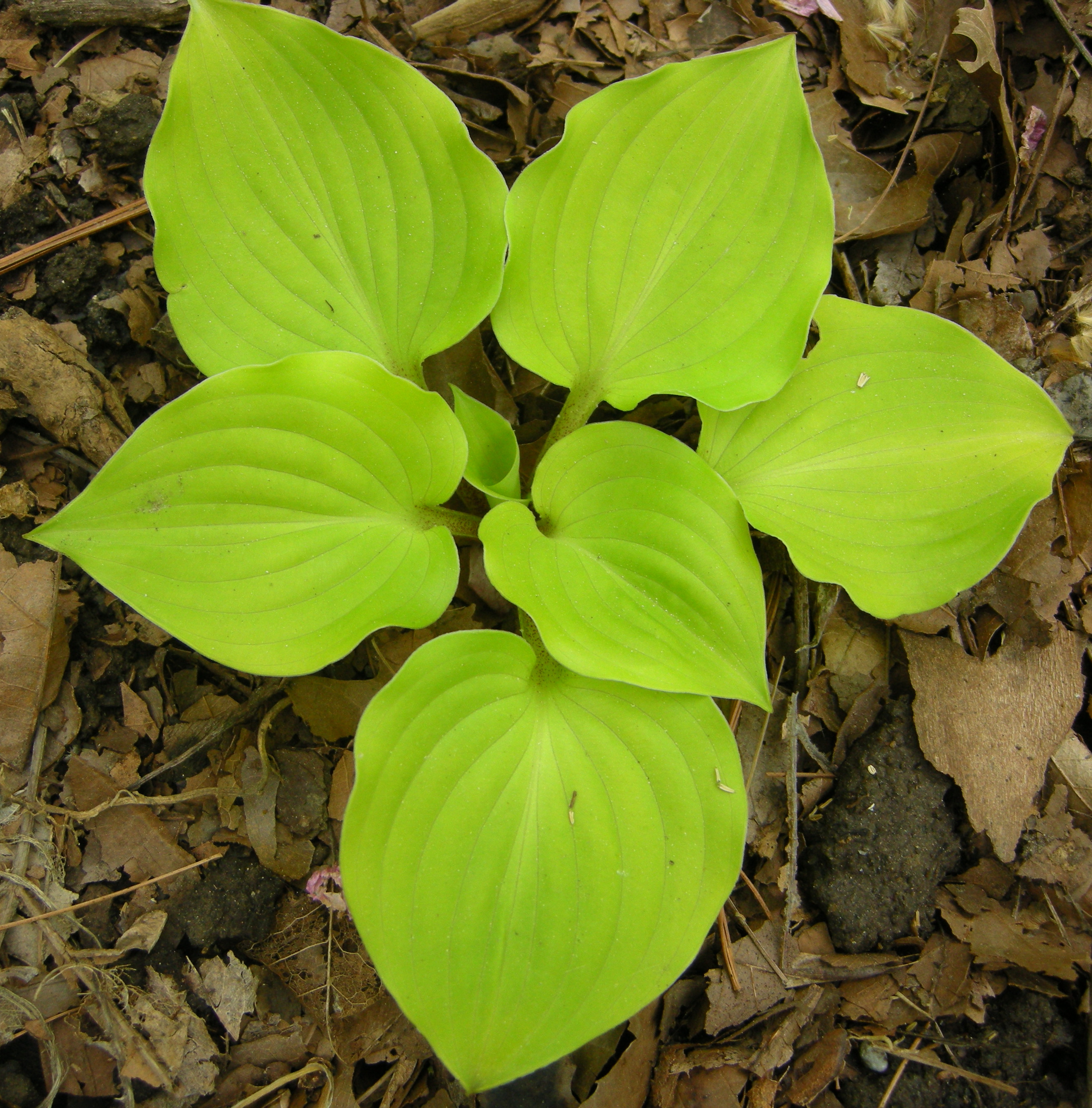 Hosta 'Post-It'